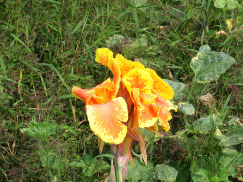 Tiger Lilly.